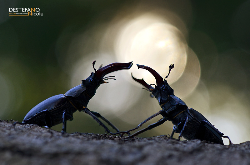 Stag Beetle - Lucanus cervus