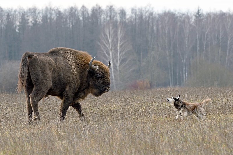 Bisonte europeo - Bison bonasus - European Bison, Wisent