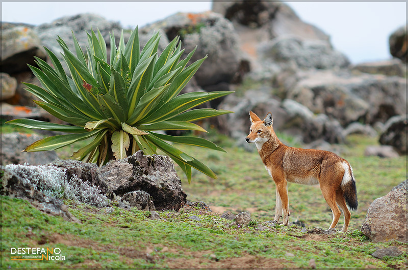 Ethiopian Wolf - Canis simensis