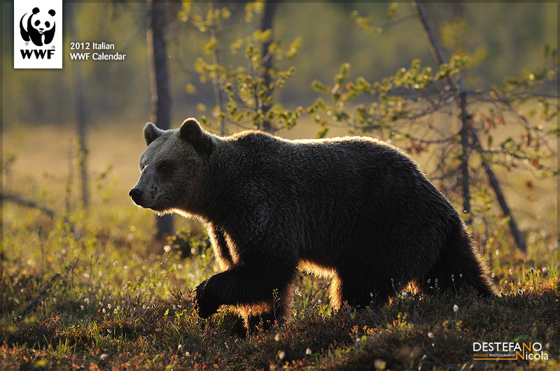 Brown Bear - Ursus arctos