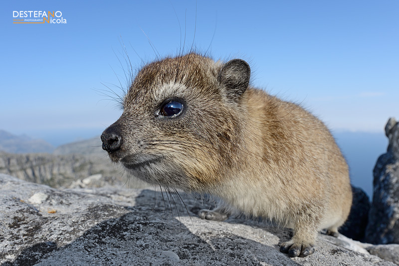 Rock Hyrax - Procavia capensis