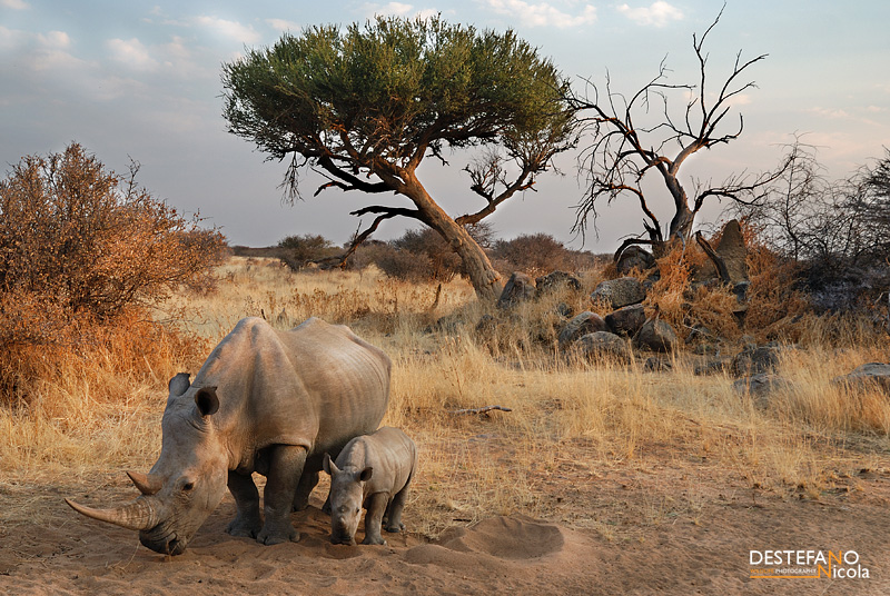 Southern White Rhino - Ceratotherium simum simum