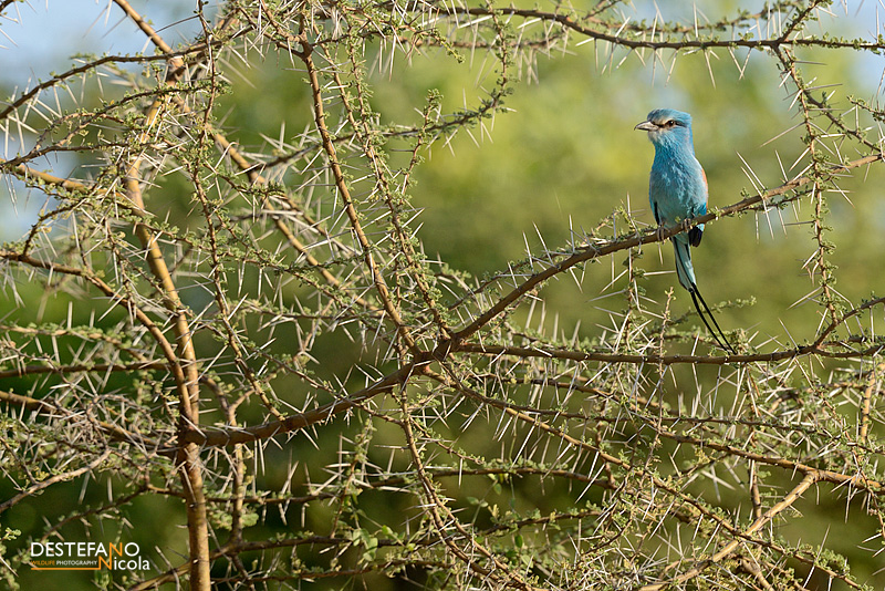Abyssinian Roller- Coracias abyssinicus