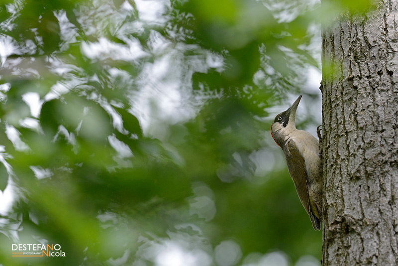 European Green Woodpecker - Picus virids