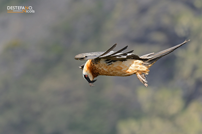 Lammergeier - Gypaetus barbatus