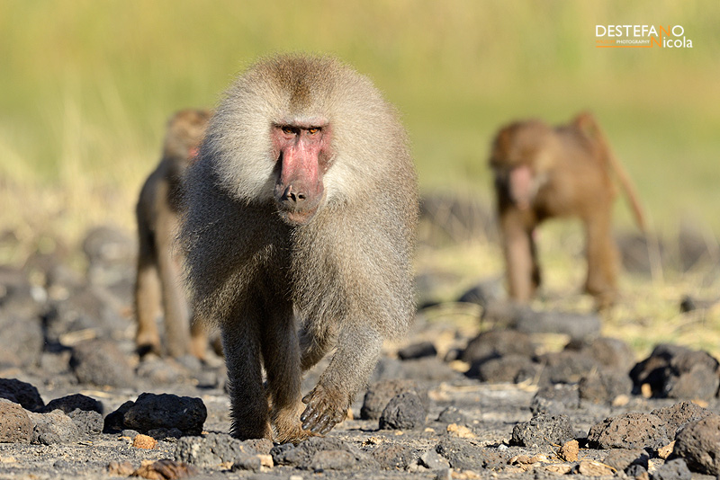 Hamadryas baboon - Papio hamadryas