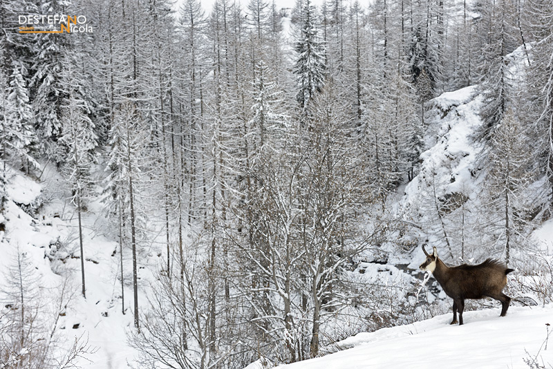 Alpine Chamois - Rupicapra rupicapra