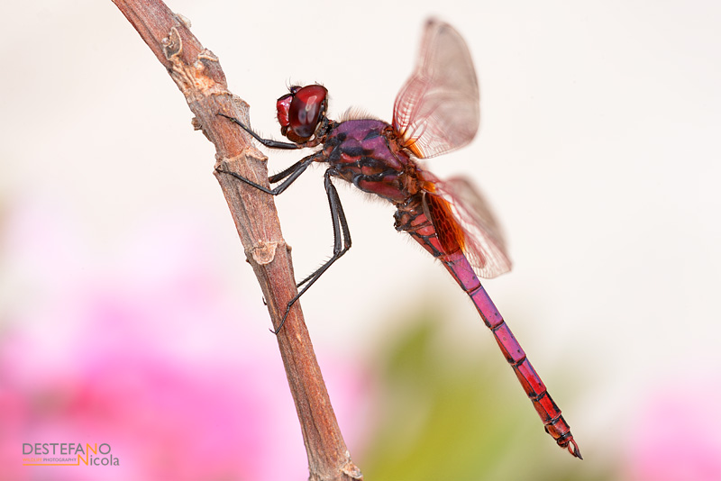 Violet-marked Darter - Trithemis annulata