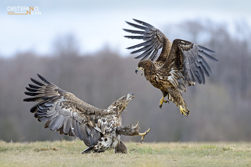 White-tailed Eagle - Haliaeetus albicilla