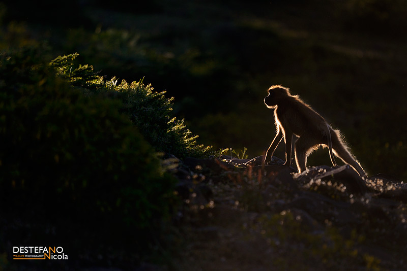 Gelada - Theropithecus gelada