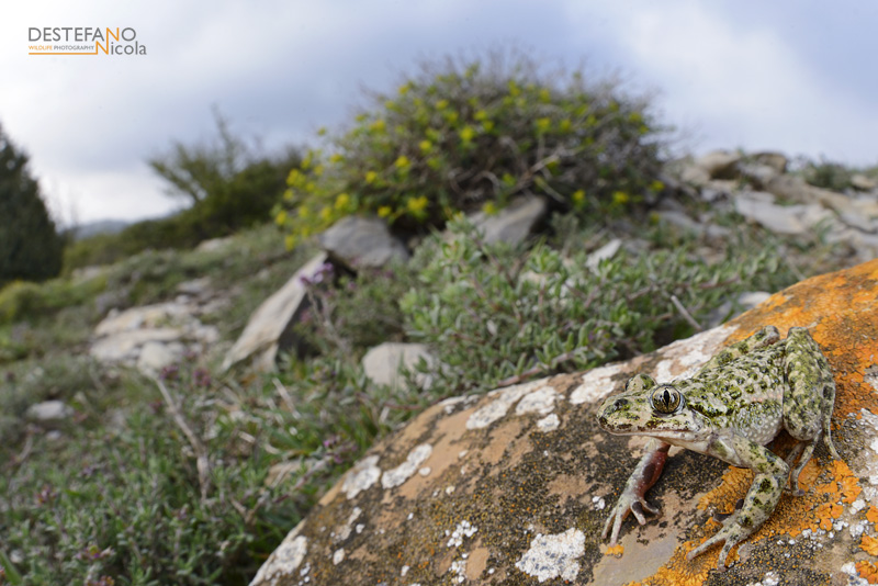 Parsley Frog - Pelodytes punctatus