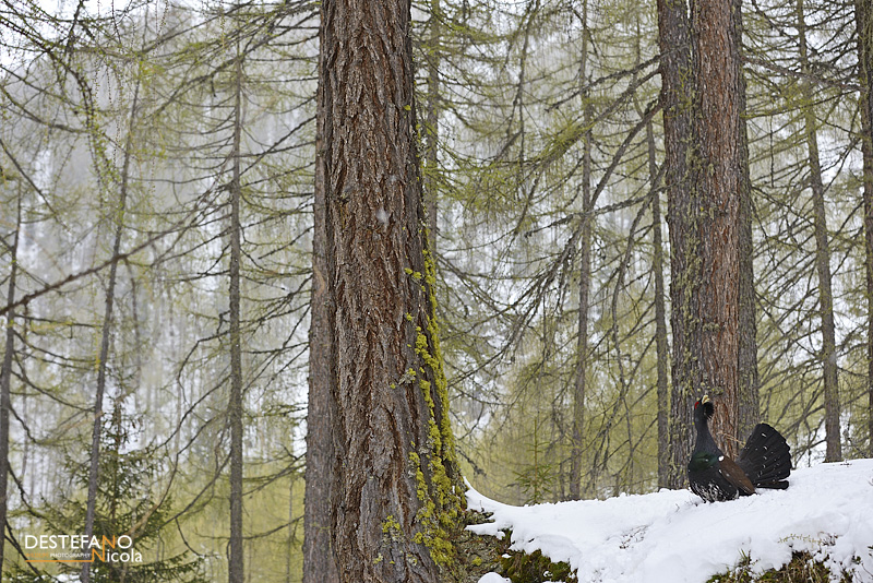 Tetrao urogallus - Capercaillie