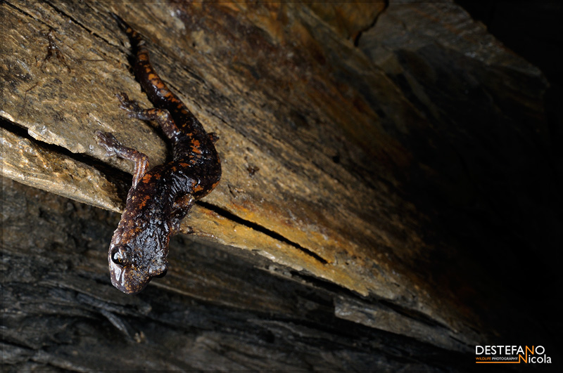 Strinati's Cave Salamander - Speleomantes strinatii