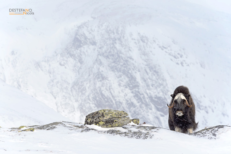 Muskox - Ovibos moschatus