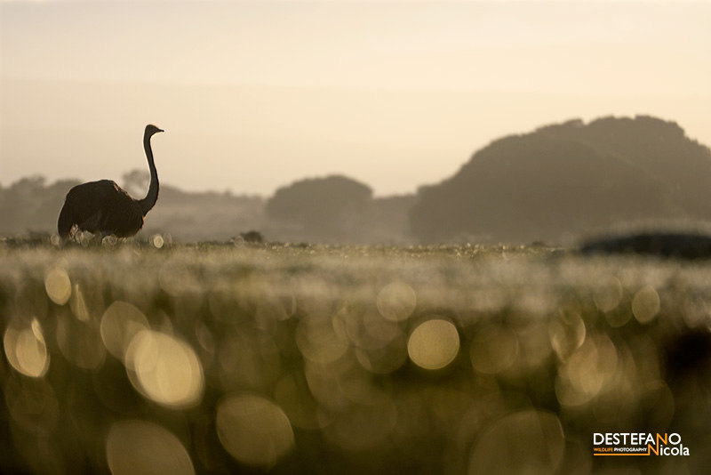 Ostrich - Struthio camelus