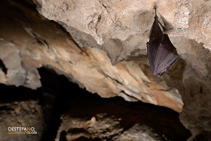 Lesser Horseshoe Bat - Rhinolophus hipposideros