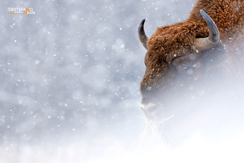 European Bison - Bison bonasus