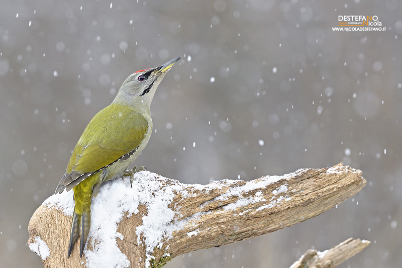 Grey-headed Woodpecker - Picus canus