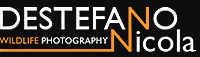 Nicola Destefano - Fotografia Naturalistica Nicola Destefano - Fotografia Naturalistica