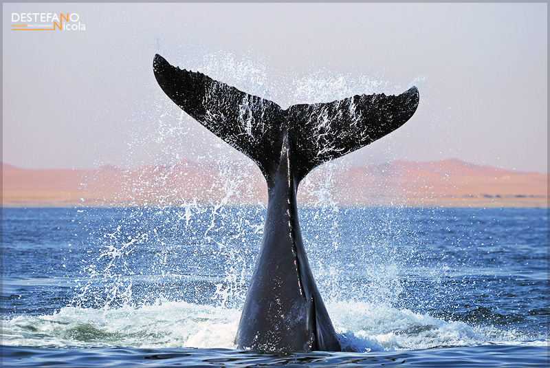 Humpback Whale - Megaptera novaeangliae